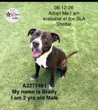 A young medium-sized male Pit Bull Terrier dog named Brady for adoption in Los Angeles, CA