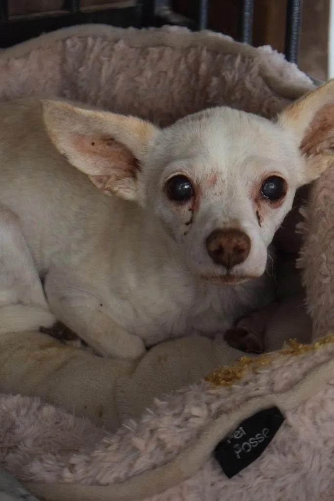 A senior small-sized female Chihuahua dog named Lucy for adoption in Pahrump, NV
