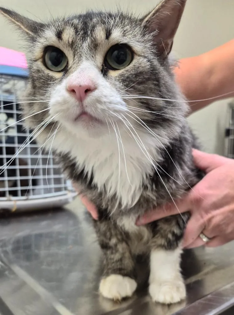 An adult medium-sized female Domestic Medium Hair cat named Athena Luna for adoption in Christiansburg, VA