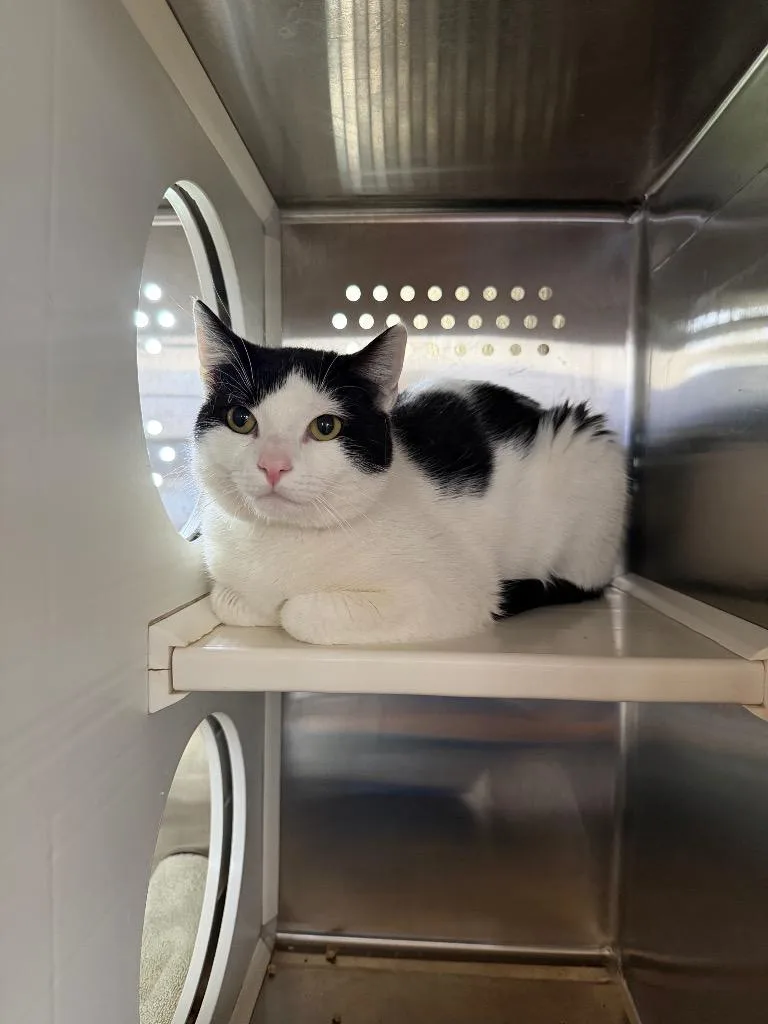 A baby small-sized male Domestic Short Hair cat named Noodles for adoption in Hyde Park, NY