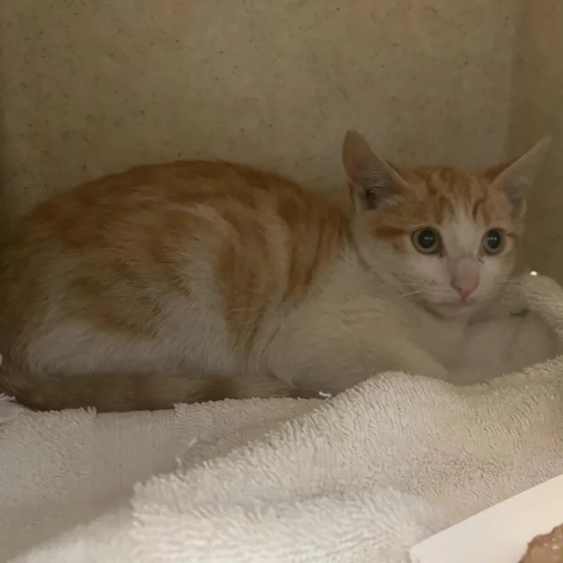 A baby small-sized male White Domestic Short Hair cat named CheezIt for adoption in Pasadena, CA