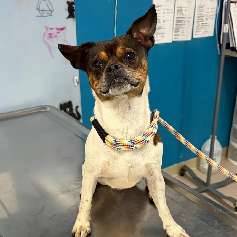 An adult small-sized male Yellow / Tan / Blond / Fawn Mixed Breed dog named Markie for adoption in Vineland, NJ