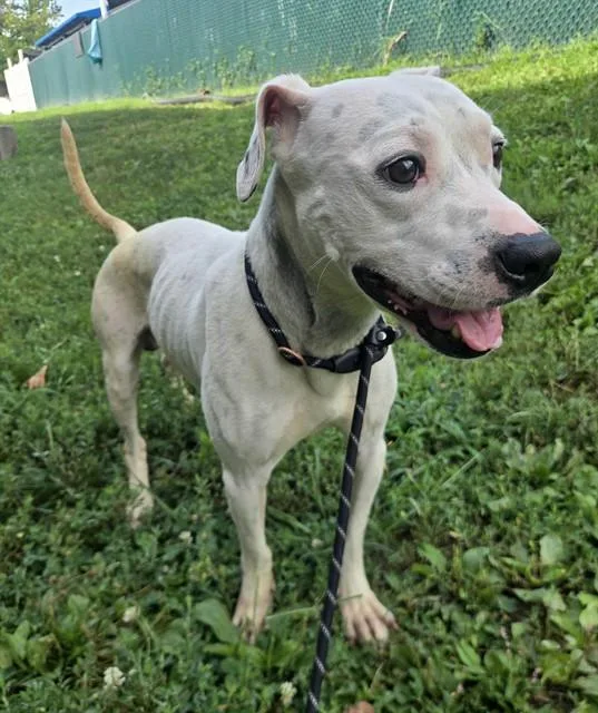 A young medium-sized male Labrador Retriever dog named Pork Chop for adoption in Olivette, MO