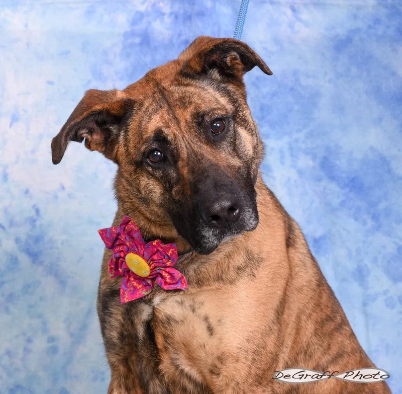 An adult large-sized female Shepherd dog named Gaia for adoption in Pittsboro, NC