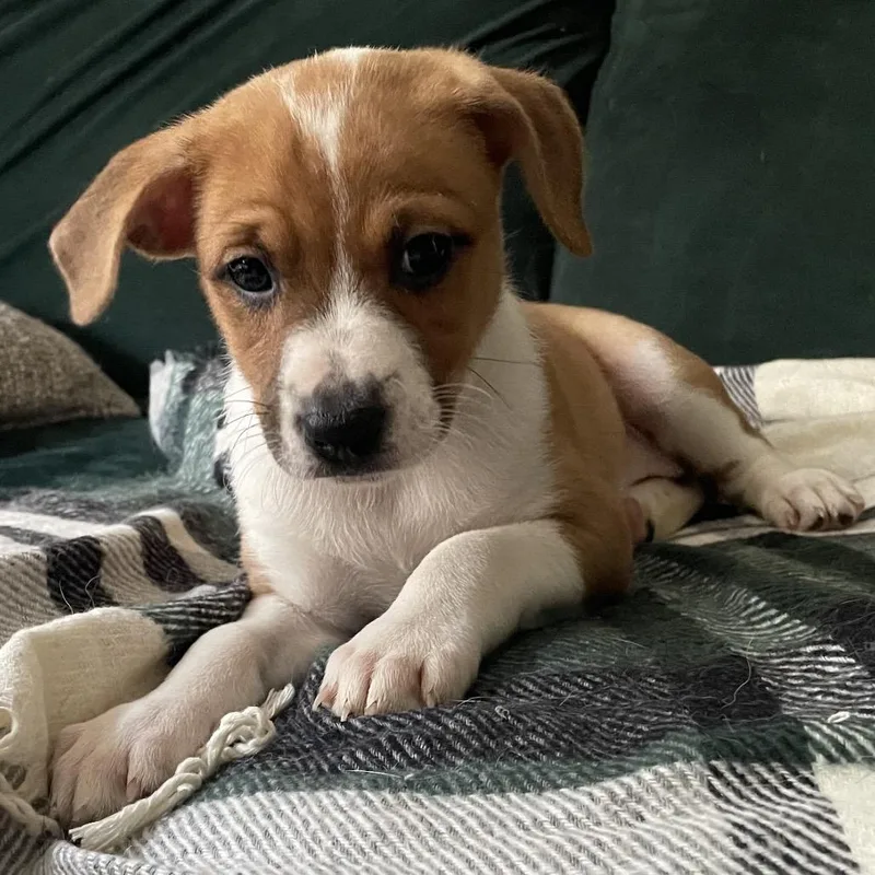 A baby medium-sized female Brown / Chocolate Mixed Breed dog named Polka Dotito for adoption in Fredericksburg, VA