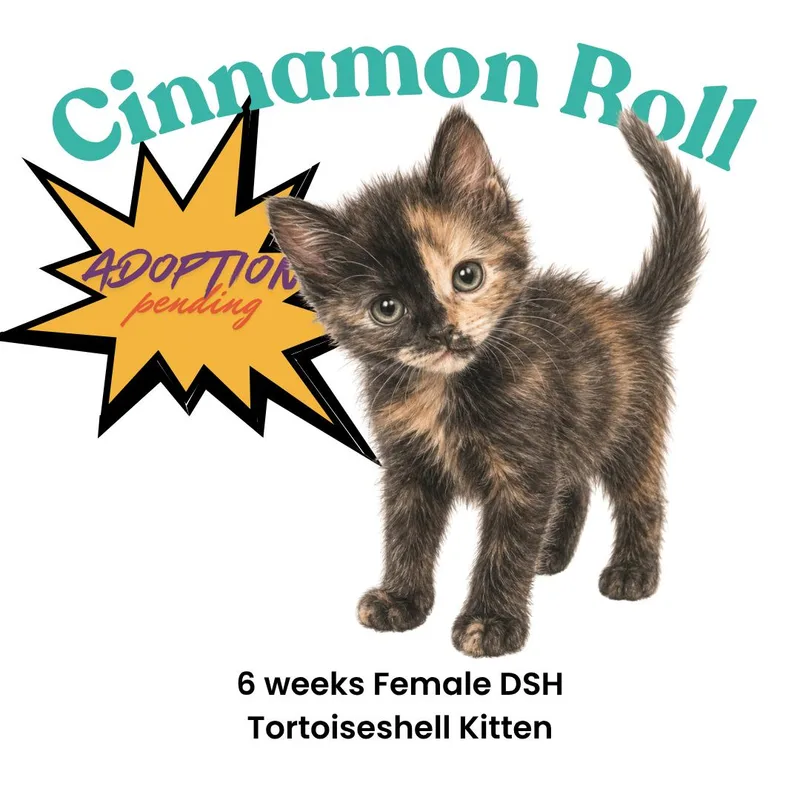A baby medium-sized female Tortoiseshell Domestic Short Hair cat named Cinnamon Roll for adoption in Houston, TX