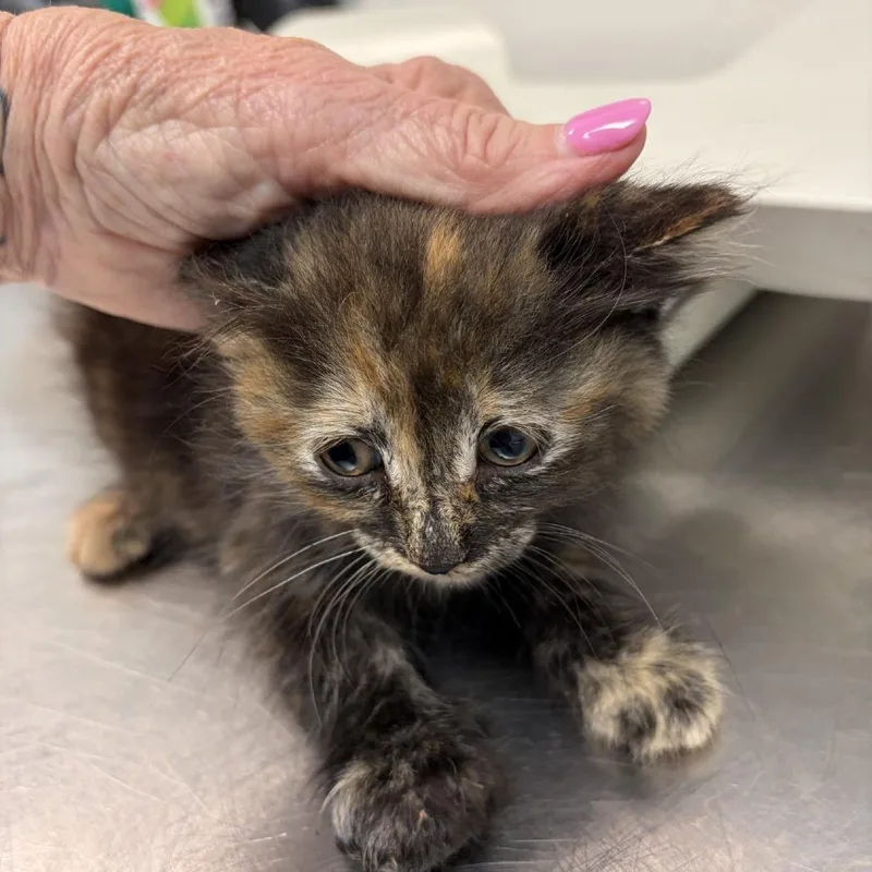 A baby small-sized female Calico Domestic Short Hair cat named Coraline for adoption in Greensboro, GA