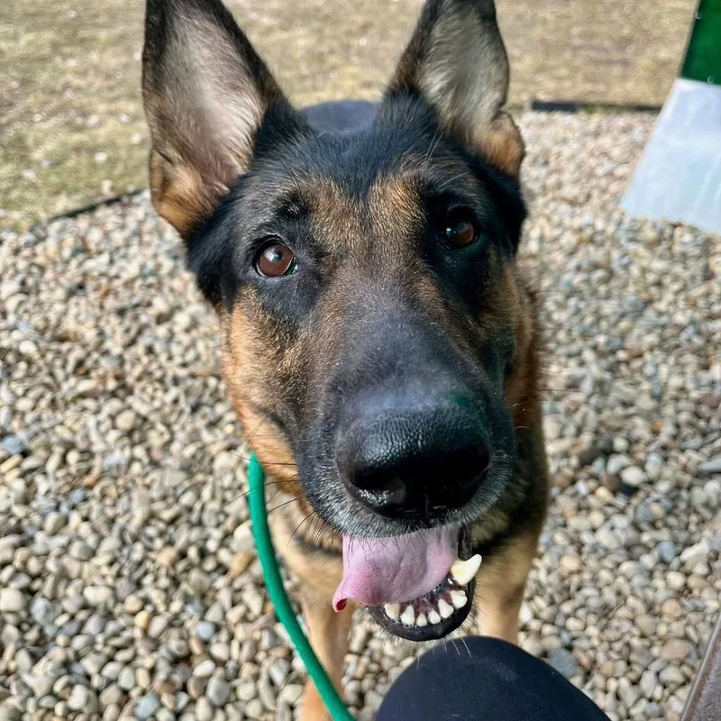 Guinevere thumbnail 2