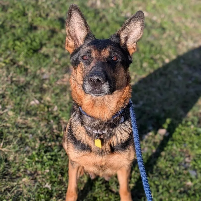 Guinevere thumbnail 3