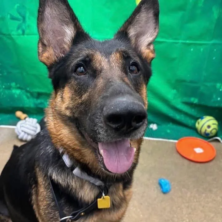 Guinevere thumbnail 4