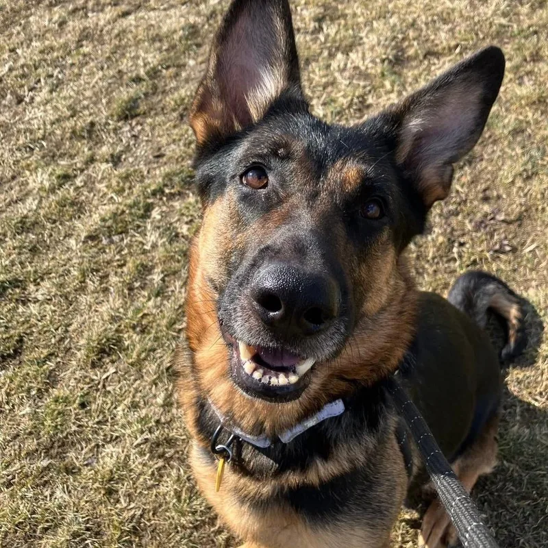 Guinevere thumbnail 5