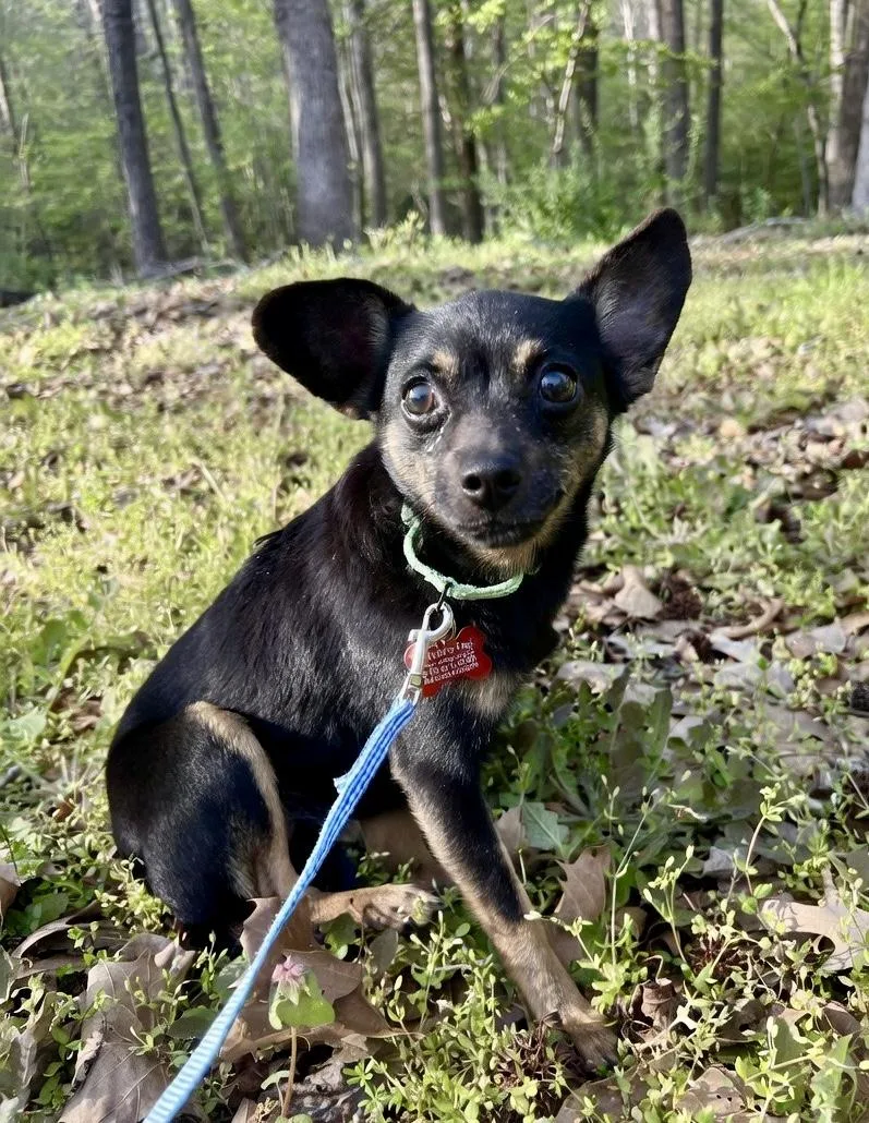A young small-sized female Black Chihuahua dog named Iris for adoption in Pittsboro, NC