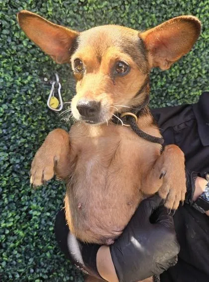 A young small-sized female Brown / Chocolate Chihuahua dog named Dog for adoption in El Paso, TX
