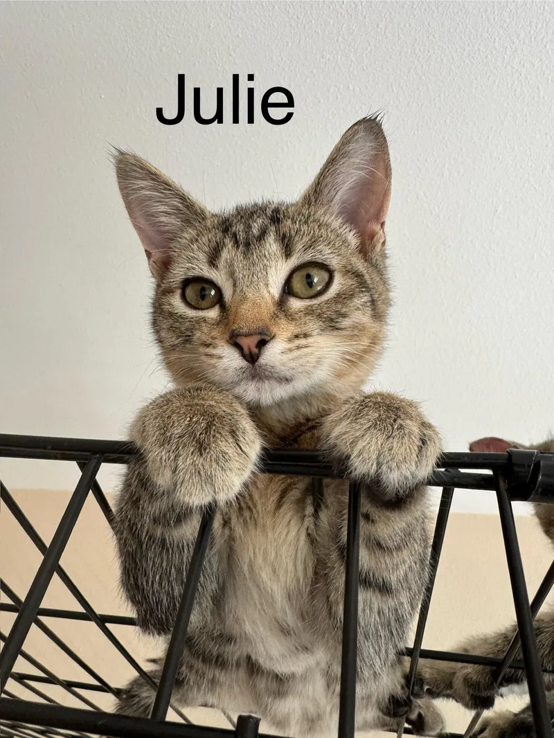 A young medium-sized female Tabby (Brown / Chocolate) Tabby cat named Julie for adoption in Mission Viejo, CA