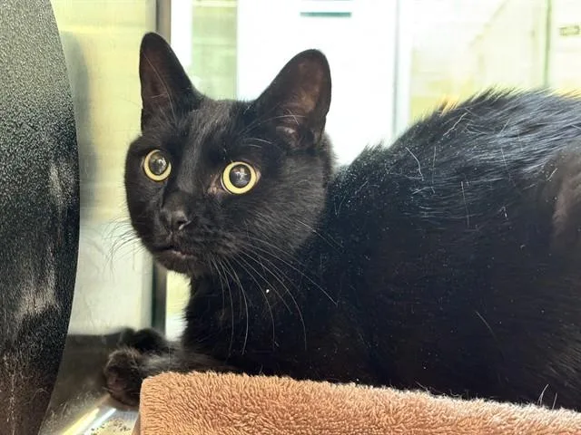 An adult medium-sized male Domestic Short Hair cat named Clyde for adoption in Pueblo, CO