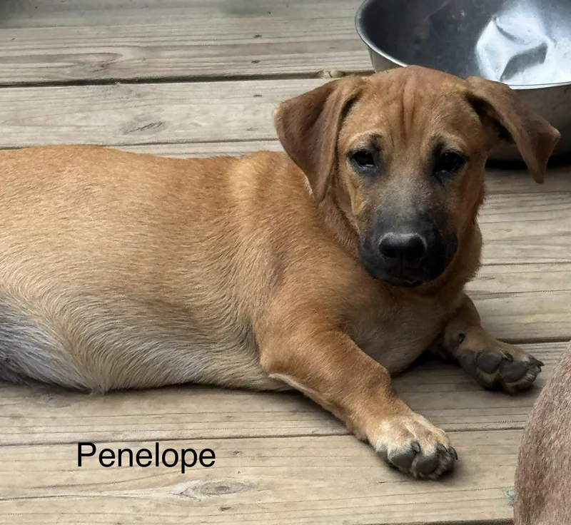 A young medium-sized female Labrador Retriever dog named Penolope months AVA for adoption in Sterling, MA