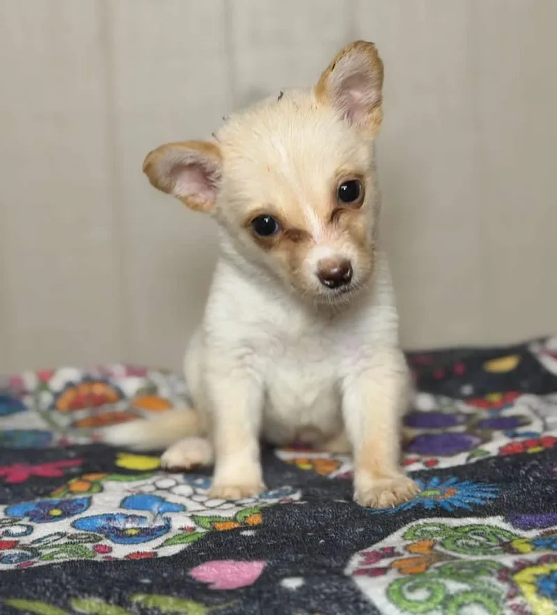 A baby small-sized female Corgi dog named Cupcake for adoption in Lutz, FL