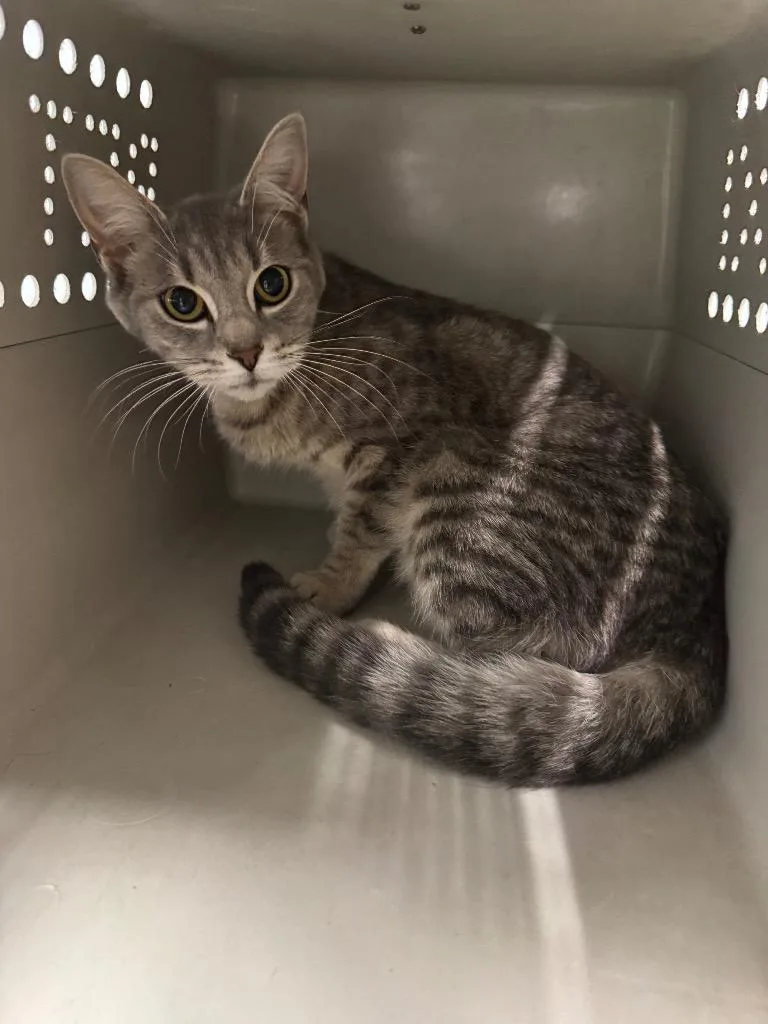 A young medium-sized female Domestic Short Hair cat named Lovely Layla for adoption in Bloomington, IN