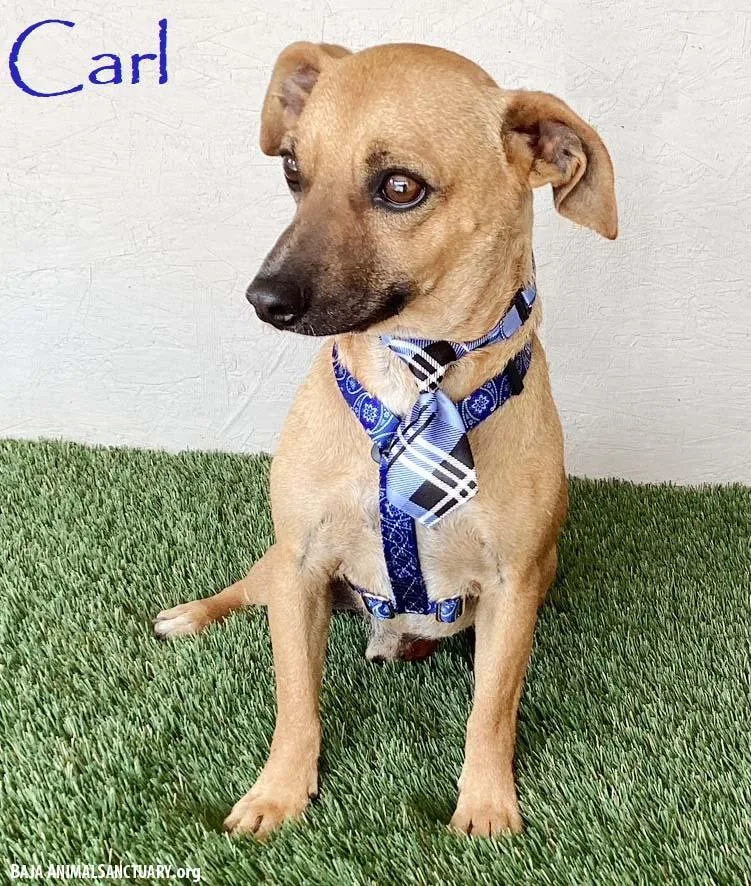 A young small-sized male Yellow / Tan / Blond / Fawn Chiweenie dog named Carl for adoption in San Diego, CA