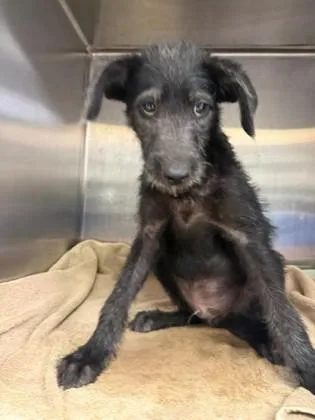 A young medium-sized male Poodle dog named Binky for adoption in Portland, ME