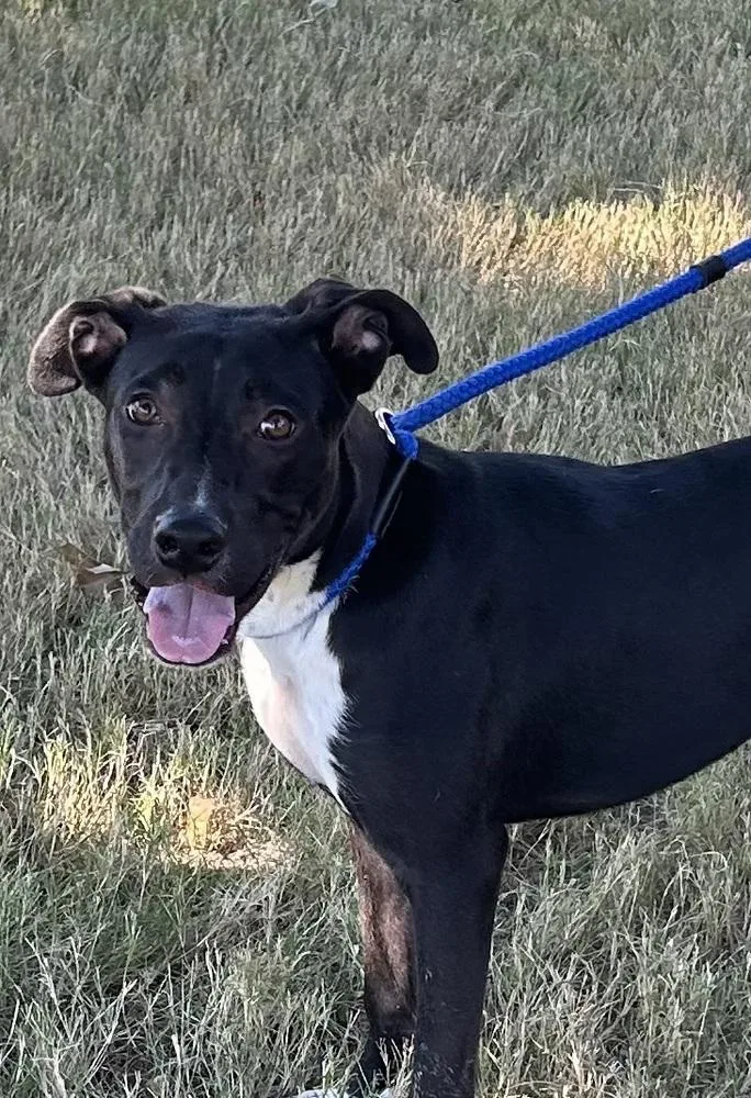 A baby medium-sized male Cattle Dog dog named Curly brother of for adoption in Horn Lake, MS