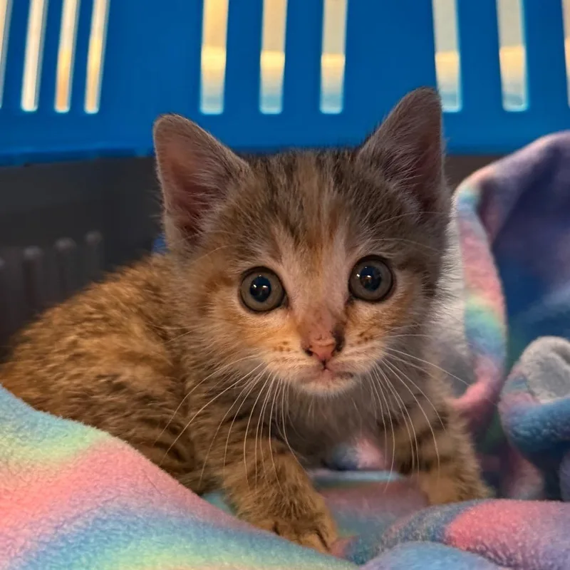 A baby small-sized female Torbie Domestic Short Hair cat named Princess for adoption in South Elgin, IL