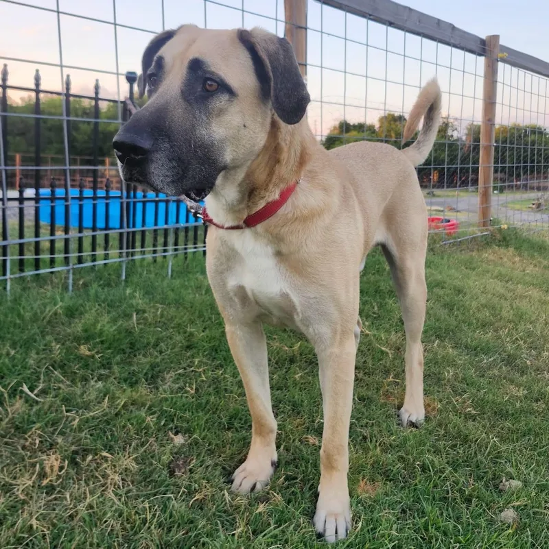 An adult extra large-sized male Tricolor (Brown, Black, & White) Anatolian Shepherd dog named Pluto for adoption in Weatherford, TX