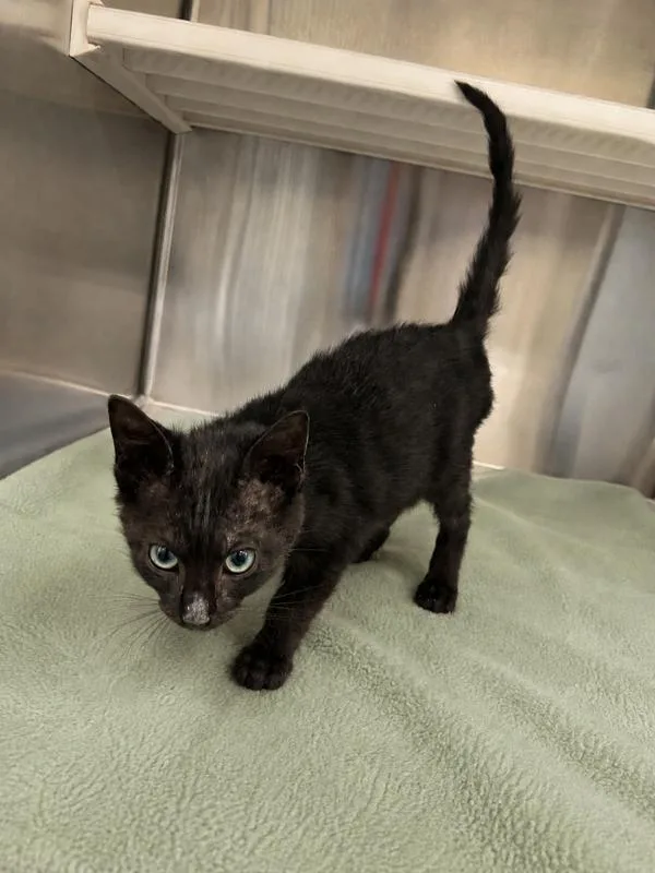 A baby small-sized male Domestic Short Hair cat named Eclipse for adoption in Lafayette, LA