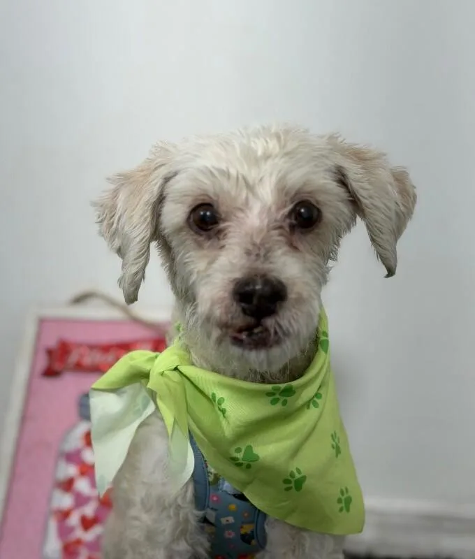An adult small-sized male Havanese dog named Jake for adoption in Carlsbad, CA
