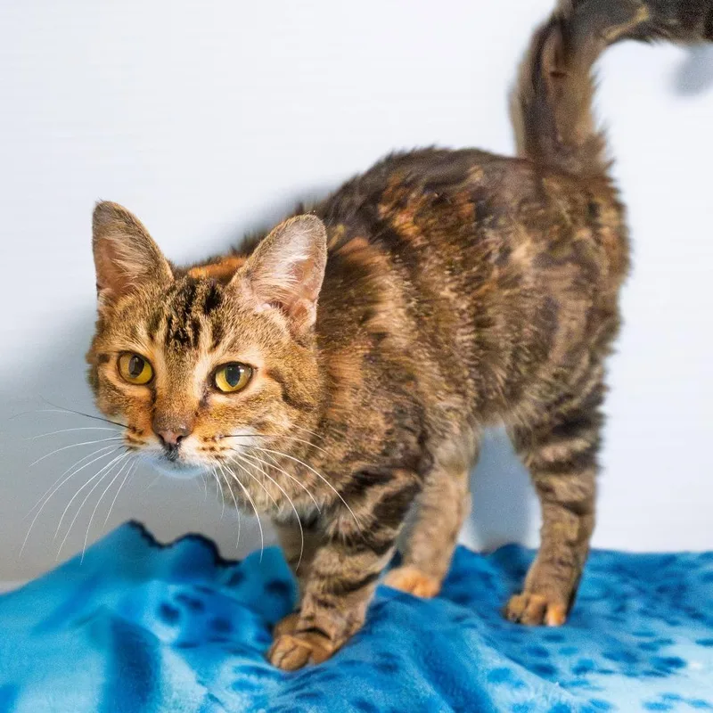 An adult medium-sized female Brown / Chocolate Domestic Short Hair cat named Barbie for adoption in South Elgin, IL