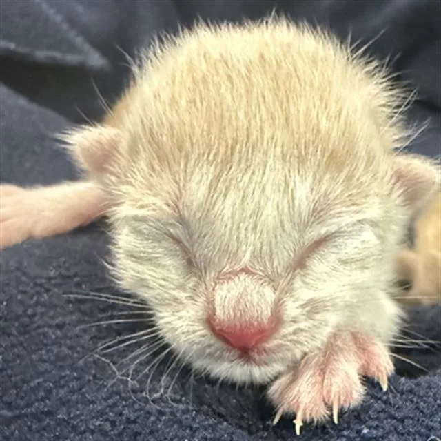 A baby medium-sized male Domestic Short Hair cat named Starlord for adoption in Dallas, TX