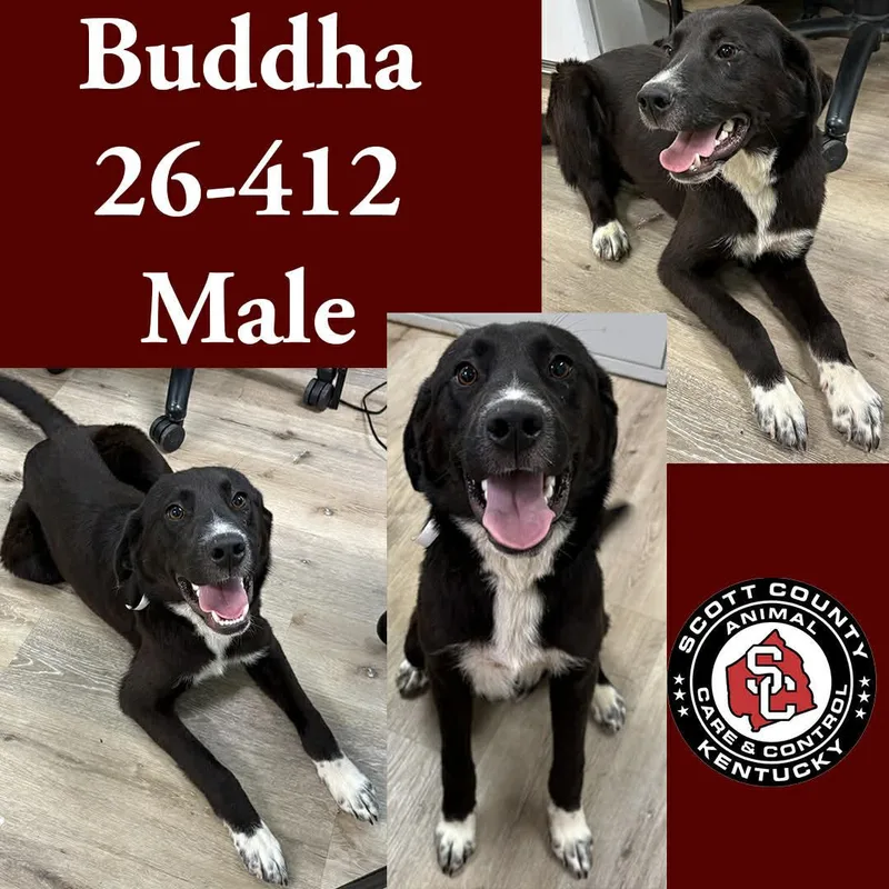 A young large-sized male Labrador Retriever dog named Buddha for adoption in Georgetown, KY