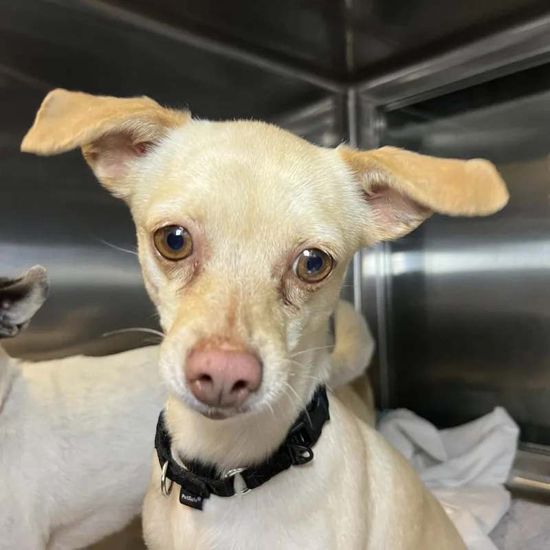 An adult small-sized female White / Cream Mixed Breed dog named Rizzo for adoption in Palm Springs, CA