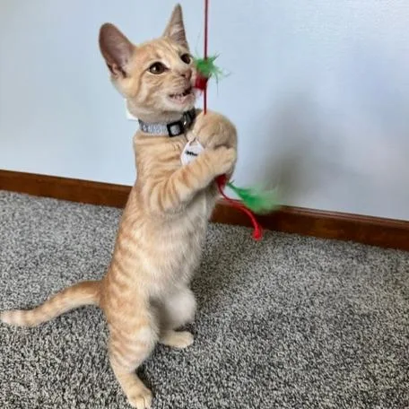 A baby small-sized male Orange / Red Domestic Short Hair cat named Jefferson for adoption in Normal, IL