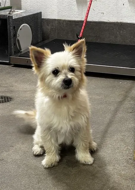 A young small-sized male Pomeranian dog named Sam for adoption in Upper Marlboro, MD