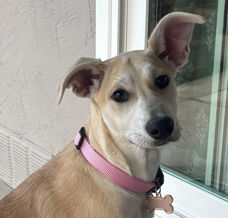 Lola thumbnail 2
