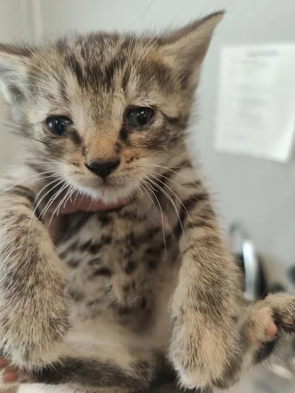 A baby small-sized female Domestic Short Hair cat named Donna for adoption in Lafayette, IN