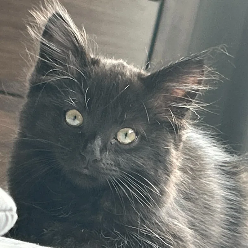 A baby small-sized female Black Domestic Long Hair cat named Lily for adoption in Escondido, CA