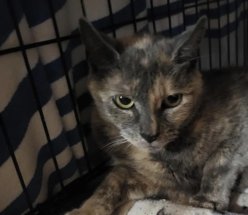 An adult medium-sized female Domestic Short Hair cat named Cher for adoption in East hartford, CT