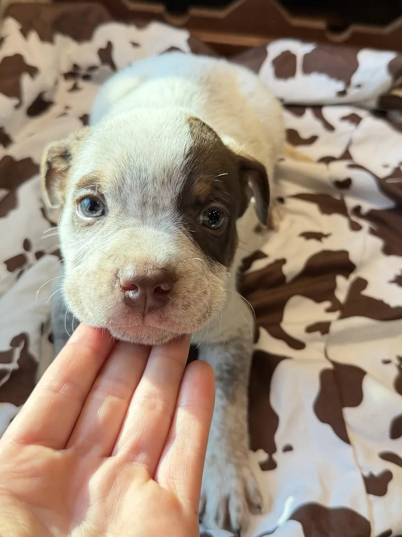 Brownie thumbnail 4