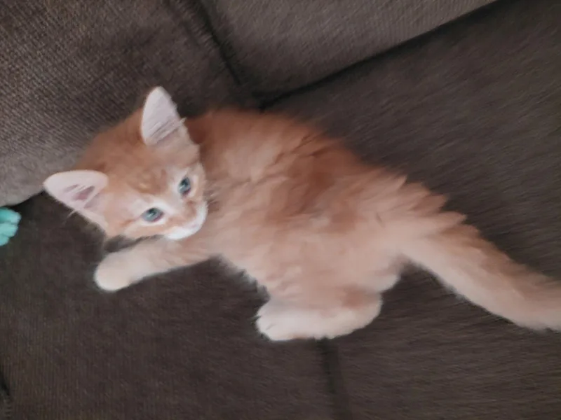 A young medium-sized male Orange / Red Domestic Long Hair cat named Darby for adoption in Vacaville, CA