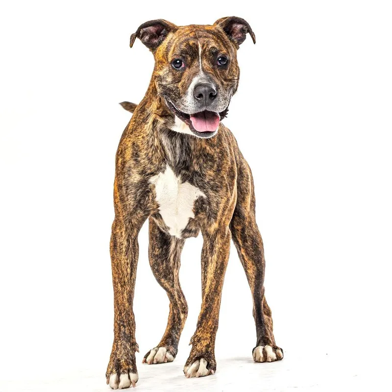 A senior medium-sized male Boxer dog named Loki for adoption in Reno, NV