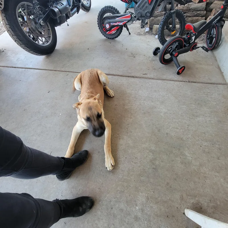A young large-sized male German Shepherd Dog dog named Tucker for adoption in Tracy, CA