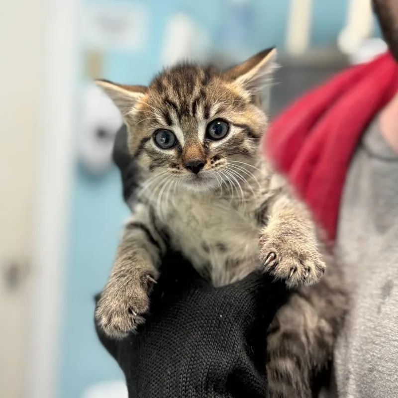 A baby small-sized female Brown / Chocolate Domestic Short Hair cat named Sparrow for adoption in New Fairfield, CT