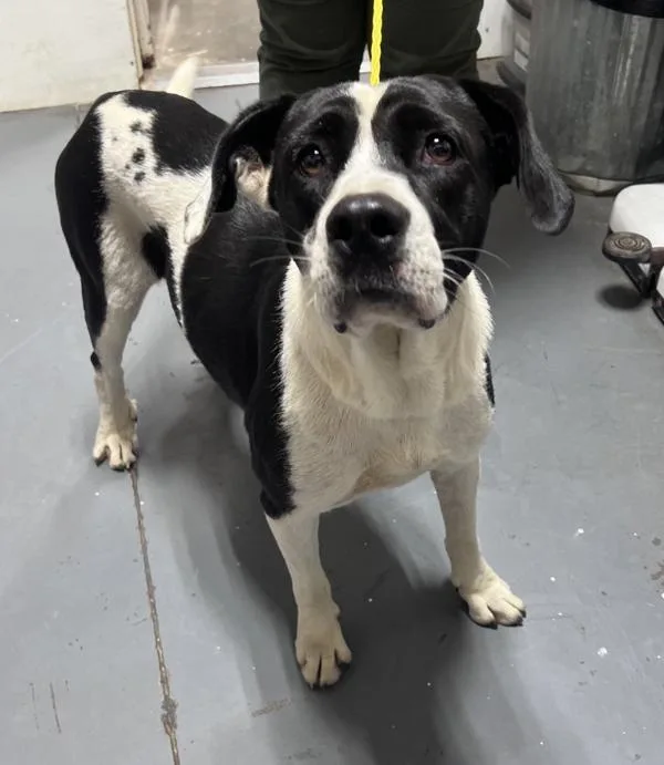 An adult large-sized female Hound dog named b Brandi for adoption in Dallas, GA