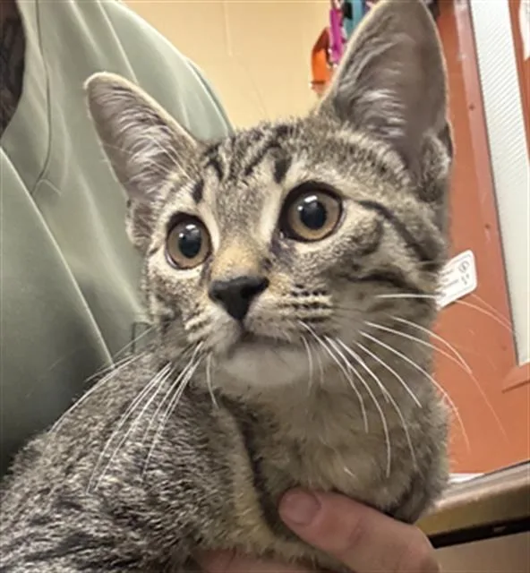 A baby small-sized male Domestic Short Hair cat named Fooly Cooly for adoption in Aliquippa, PA