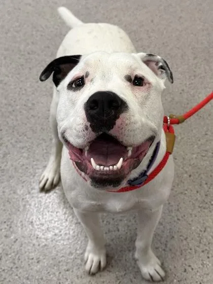 A young large-sized male Pit Bull Terrier dog named Tony for adoption in Fishers, IN