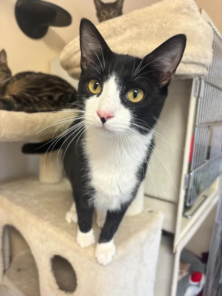 Charizard thumbnail 2