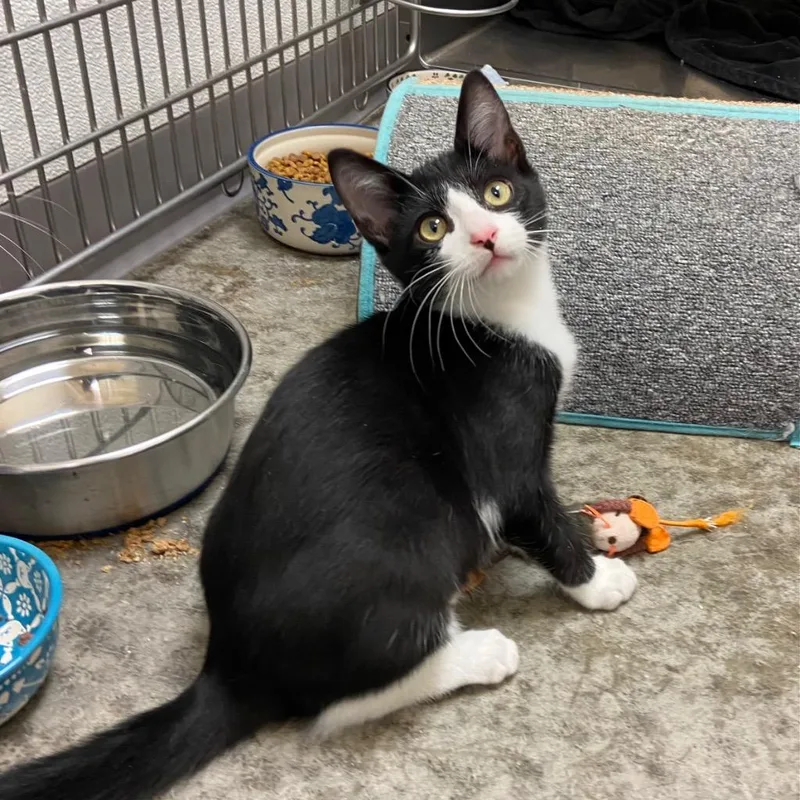 Charizard thumbnail 3