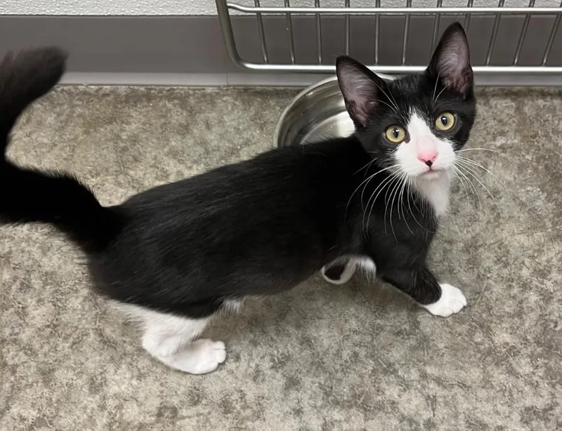 Charizard thumbnail 5